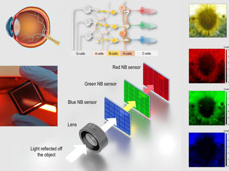 Bio-inspired device captures images by mimicking human eye | Biomimicry 3.8 | Scoop.it