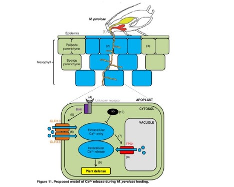Interplay of Plasma Membrane and Vacuolar Ion Channels, Together with BAK1, Elicits Rapid Cytosolic Calcium Elevations in Arabidopsis during Aphid Feeding | The Plant Cell | Scoop.it
