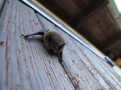 Le minist&egrave;re, par l&rsquo;interm&eacute;diaire du CEREMA, se mobilise pour que les travaux d&rsquo;isolation des b&acirc;timents ne soient pas n&eacute;fastes aux chauve-souris - Urbanisme, b&acirc;ti & Biodiversit&eacute; | Biodiversit&eacute; | Scoop.it