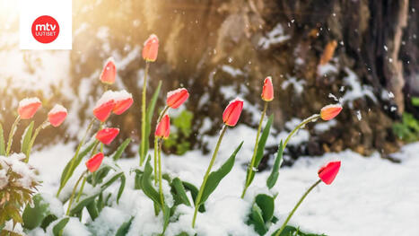 Upeaan kev&auml;ts&auml;&auml;h&auml;n j&auml;&auml;k&auml;&auml;nne: "Lumisateita Etel&auml;-Suomea my&ouml;ten" | 1Uutiset - Lukemisen t&auml;hden | Scoop.it