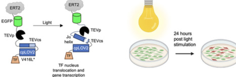 A Single-Chain Light-Activatable Transcriptional Reporter for Fluorescently Tagging Mammalian Cells In Vitro | cbc | RMH | Scoop.it