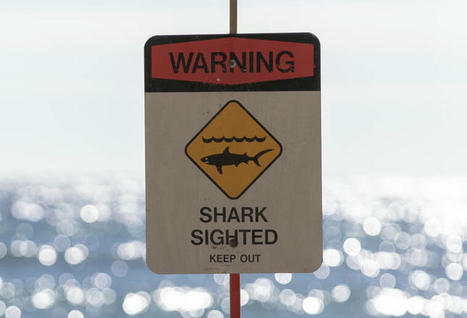 Tiger shark sighting prompts warning signs at East Oahu beach | Soggy Science | Scoop.it