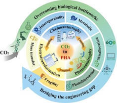 Biomanufacturing polyhydroxyalkanoates from CO2: A critical review of advances, challenges, and solutions for autotrophic and hybrid systems | badv | RMH | Scoop.it