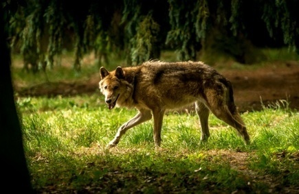 Loup: des éleveurs séquestrent le président du parc de la Vanoise - Magazine GoodPlanet Info | Biodiversité | Scoop.it