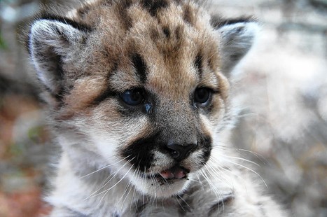 Mountain lions in Santa Monica Mountains need more room, experts say | Coastal Restoration | Scoop.it