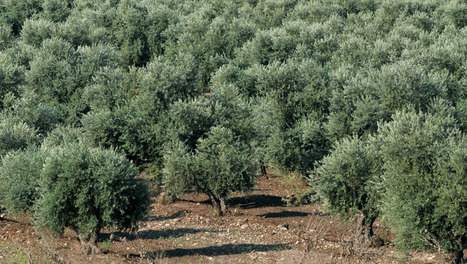 CIHEAM - Zaragoza is joining forces with IOC to improve water use efficiency and sustainability in olive groves | CIHEAM Press Review | Scoop.it
