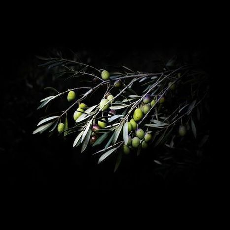 España, primer exportador mundial de aceite de oliva ecológico | OLIVE NEWS | Scoop.it