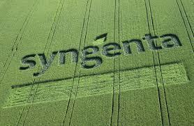 SYNGENTA: SILENCING THE SCIENTIST - #Neonicotinoid Pesticides Poisoning Our #BEES Environment, Food and Your Health | YOUR FOOD, YOUR ENVIRONMENT, YOUR HEALTH: #Biotech #GMOs #Pesticides #Chemicals #FactoryFarms #CAFOs #BigFood | Scoop.it