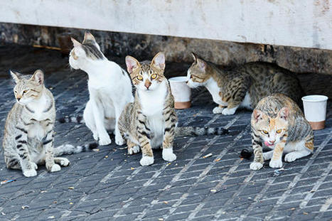 Identification des chats et chiens : les nouvelles compétences des policiers municipaux et des gardes champêtres | Veille juridique du CDG13 | Scoop.it