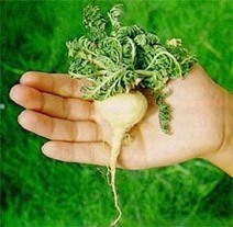 ProVIGRAX, la viagra natural sin receta médica | PIENSA en VERDE | Scoop.it