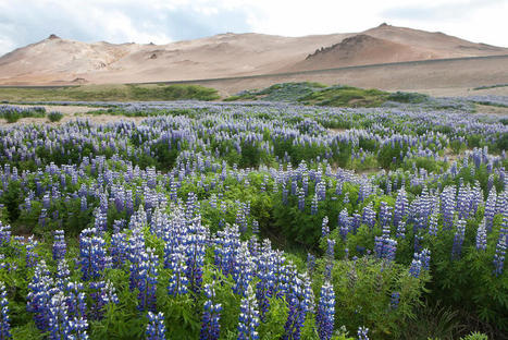 Comment l’Islande est devenue violette | Agir pour la biodiversité ! | Scoop.it