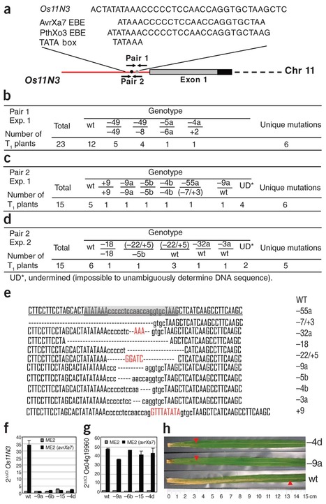 High-efficiency TALEN-based gene editing produces disease-resistant rice | TAL effector science | Scoop.it