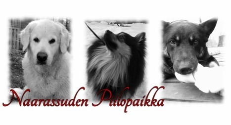 Pikku-Kalle vitsit | 1Uutiset - Lukemisen tähden | Scoop.it