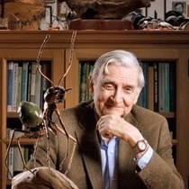 Interview with Edward O. Wilson: The Origin of Morals | Must Market | Scoop.it