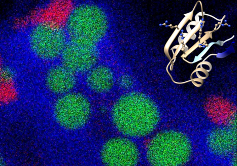 A new family of genes coding for the biomineralization of carbonates in cyanobacteria | I2BC Paris-Saclay | Scoop.it