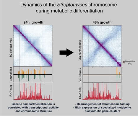 The folding dynamics of Streptomyces' chromosome during metabolic differentiation is revealed | I2BC Paris-Saclay | Scoop.it