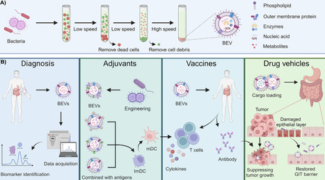Application of bacterial extracellular vesicles in gastrointestinal diseases | Tin | RMH | Scoop.it