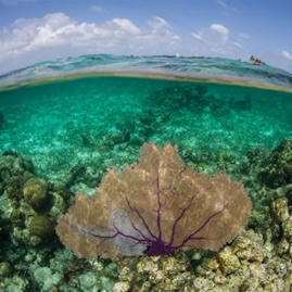 Studies Show Powerful Benefits of Fully Protected Ocean Areas - The Pew Charitable Trusts | Biodiversité | Scoop.it