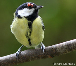 La variole aviaire ou poxvirose | Les oiseaux au gré du vent | Scoop.it