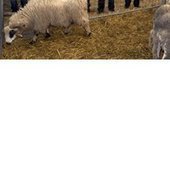Un abattoir temporaire à l’occasion de l’Aïd | La Gazette des abattoirs | Scoop.it