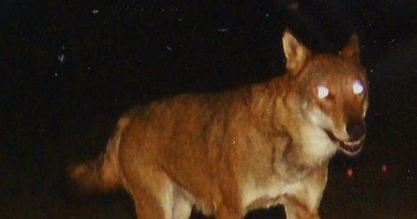 Edition de Toul | Attaque du loup : un agriculteur à bout | Loup | Scoop.it