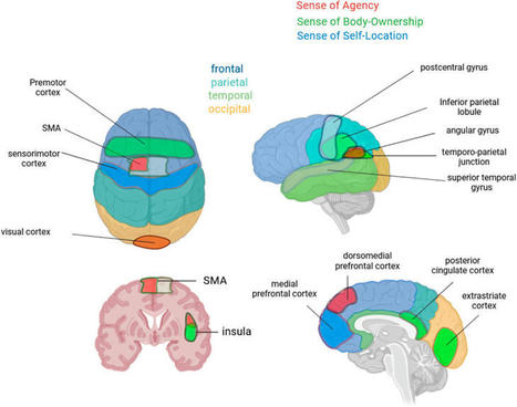 Frontiers | The sense of embodiment in Virtual Reality and its assessment methods | HMD hot spot | Scoop.it