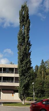Metsähaapa | Wikiwand | 1Uutiset - Lukemisen tähden | Scoop.it
