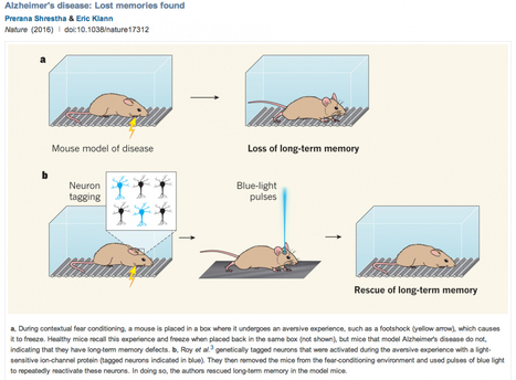 Alzheimer's 'lost memories' may one day be recoverable, scientists say | The Science of Learning | Scoop.it