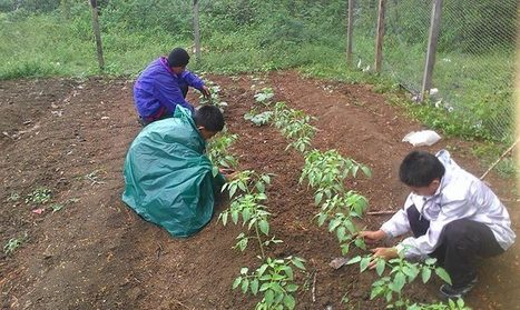 Blancaneaux Teaches Organic Farming | Cayo Scoop!  The Ecology of Cayo Culture | Scoop.it