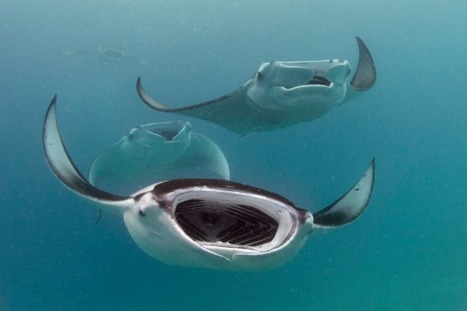 Manta Rays and Sharks in Trouble From Overfishing, Food Depletion | OUR OCEANS NEED US | Scoop.it