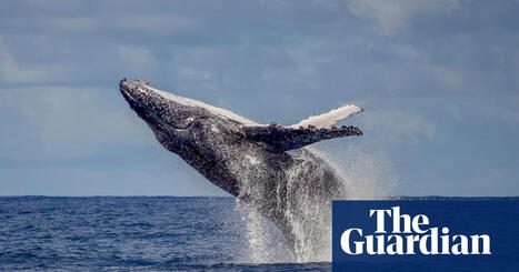Humpbacks return to Rio: the whales are back from the brink of extinction &ndash; but will tourism help or hinder? | Whales | The Guardian | Revue de presse C&eacute;tac&eacute;s | Scoop.it