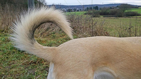 Para qué no utilizan la cola los perros, según la ciencia | Artículos CIENCIA-TECNOLOGIA | Scoop.it