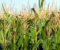 EU maize yield forecast cut again, sowing seen favourable | Reuters | CIHEAM Press Review | Scoop.it