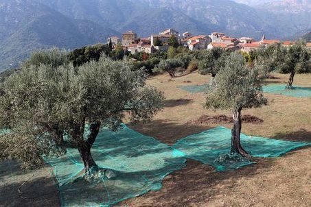Deux nouveaux foyers de « Xylella » découverts dans les Alpes-Maritimes | Toxique, soyons vigilant ! | Scoop.it