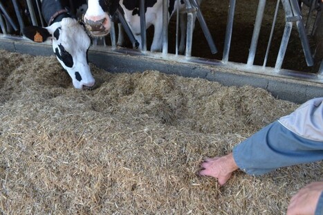 Avec l’huile de palme fractionnée, cette erreur vous coûtera du lait | CORPS GRAS | Scoop.it