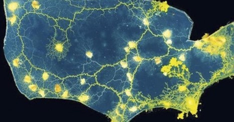 A Piece Of Mould Just Revolutionised How Modern Cities Should Be Designed | Biomimicry 3.8 | Scoop.it