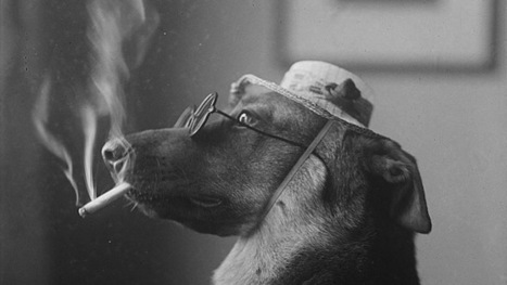 Even In The 1900s, Humans Were Obsessed With Photos Of Dogs In Clothes | Walking On Sunshine | Scoop.it