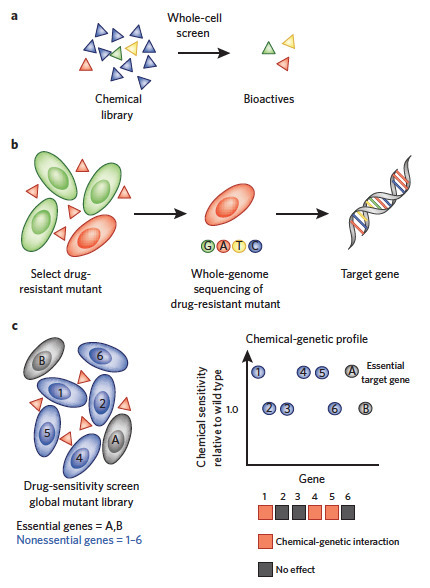 Systems-level antimicrobial drug and drug synergy discovery | Natural Products Chemistry Breaking News | Scoop.it