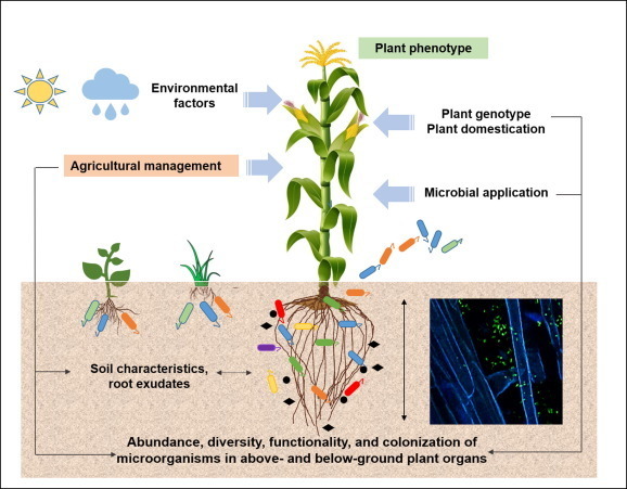 A review on the plant microbiome: Ecology, func...