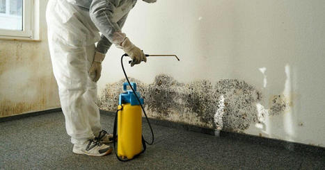 Which Is The Best For Mould Removal: DIY Or Professional Assistance? | Capitalrestoration Cleaning | Scoop.it