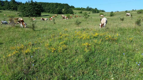 Extensive grazing: essential for one in three of Europe's protected habitats - European Environment Agency&nbsp; | Biodiversit&eacute; | Scoop.it