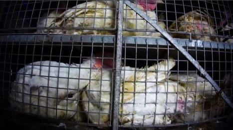 Nouvelle offensive de L214 contre l'abattoir de Blancafort | La Gazette des abattoirs | Scoop.it