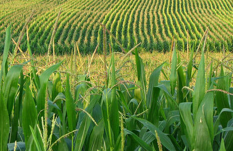 Environnement : l’éthanol de maïs, plus nuisible que l'essence ? - Science post | Pour innover en agriculture | Scoop.it