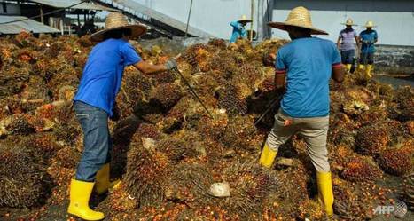 #Malaysia to raise #EU move to back palm oil ban to WTO, says trade minister Mustapa. #Globalasiatrader @investorseurope  | Development Economics | Scoop.it