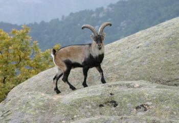 Le bouquetin retrouvera les Pyrénées au printemps - La Dépêche | Vallées d'Aure & Louron - Pyrénées | Scoop.it