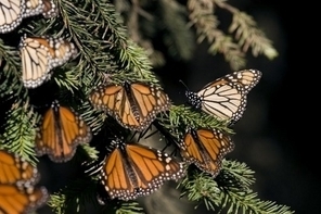 Au Mexique, les papillons monarques au plus bas | EntomoNews | Scoop.it