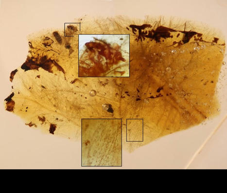 Des coléoptères se nourrissaient de plumes de dinosaures il y a 105 millions d'années | EntomoNews | Scoop.it