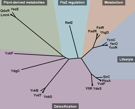 From the known to the unknown: the diverse family of TetR-like regulators in Bacillus subtilis | cin | RMH | Scoop.it