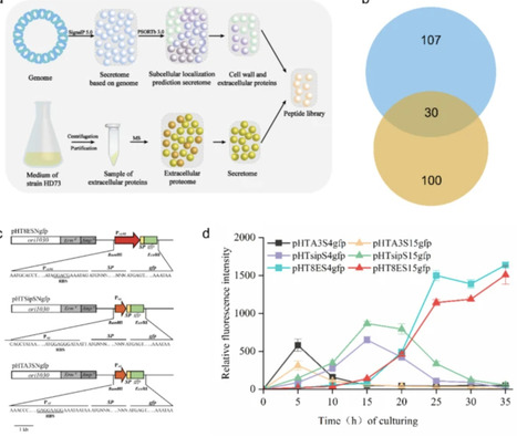 Screening signal peptides from Bacillus thuringiensis secretome for heterologous protein secretion | Amb | RMH | Scoop.it