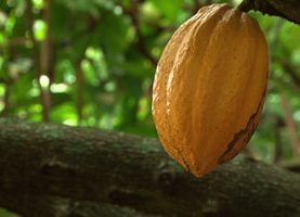 TV5MONDE : Le cacao de Martinique | Remue-méninges FLE | Scoop.it